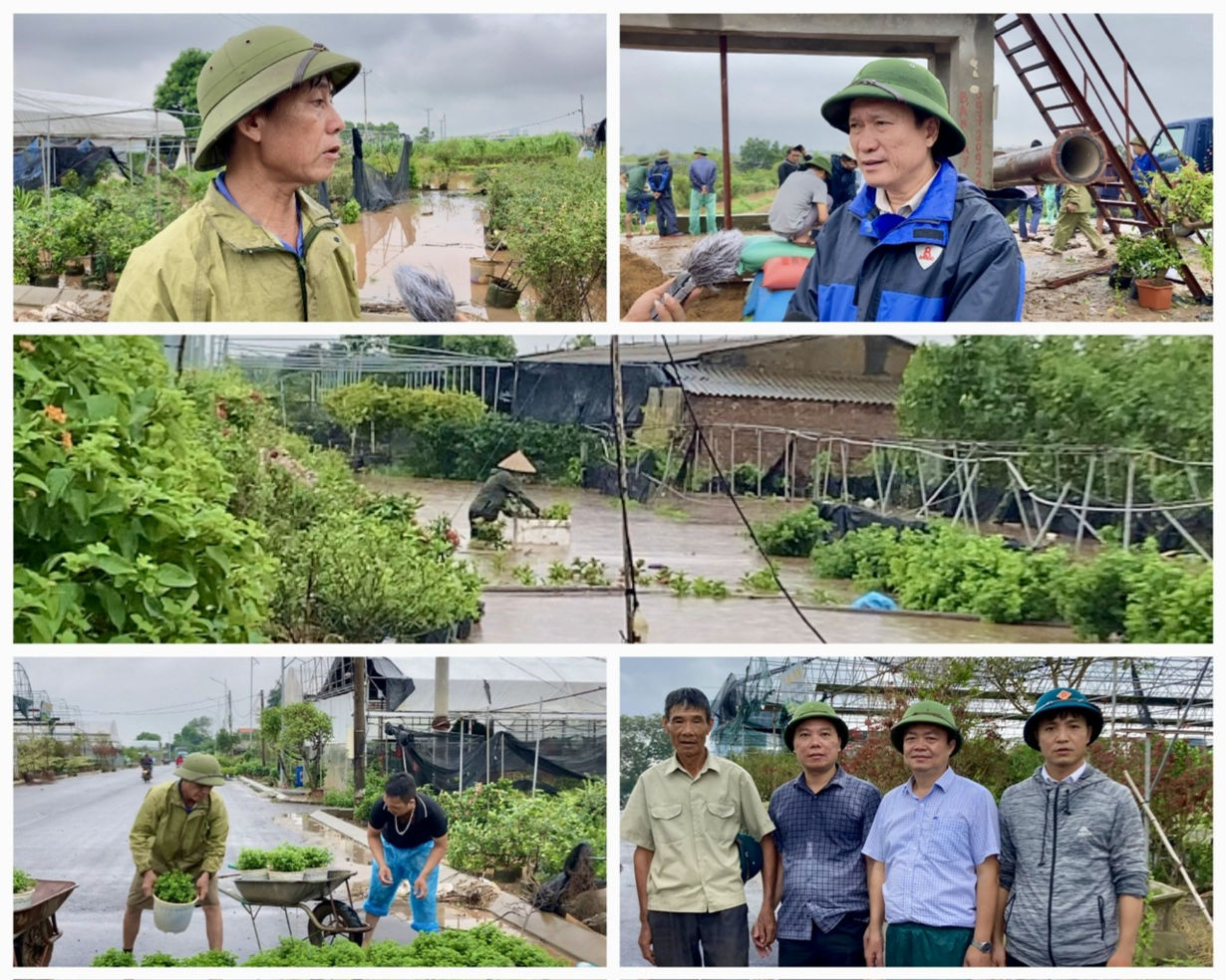 Làng hoa Xuân Quan (Hưng Yên): Phòng chống ngập úng, khôi phục sản xuất nông nghiệp chuẩn bị thị trường Tết ( Mùa Vàng 11/9/2024)